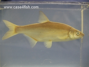 Foto Galerie/Cypriniformes/Cyprinidae/Vimba vimba/Vimba vimba_03_S.jpg